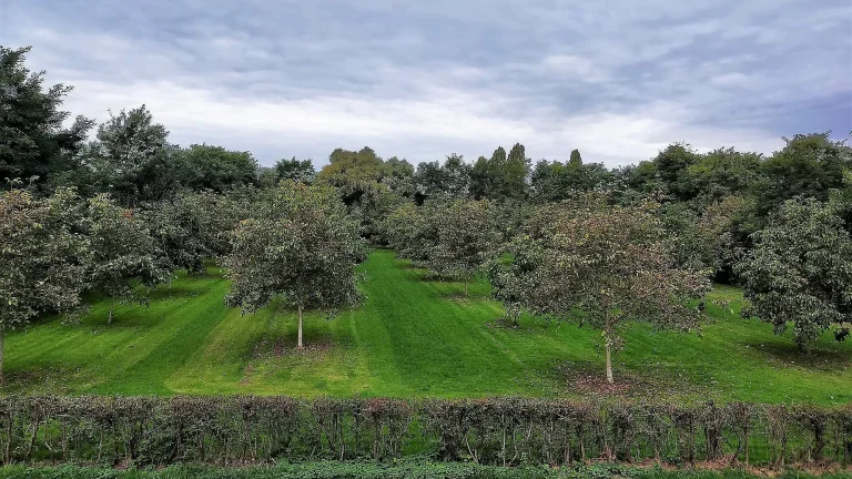 Zet jouw agroforestryproject op de kaart!