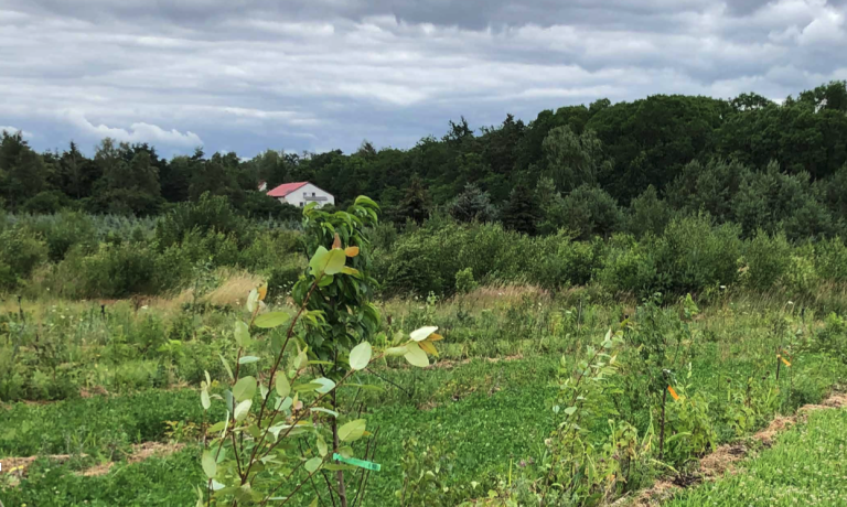 Agroforestry richtlijnen beperken risico invasieve exoten