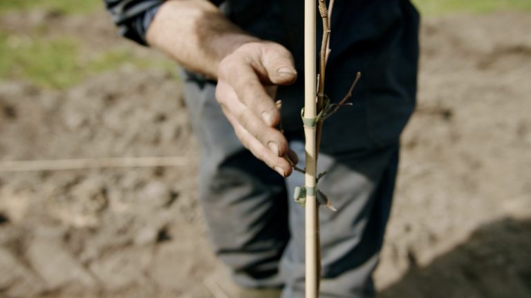 Nieuwe subsidie in Limburg geeft impuls voor aanleg voedselbossen en landschapselementen