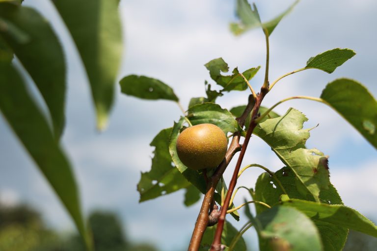 Agroforestry: biodiversiteit en klimaatadaptatie