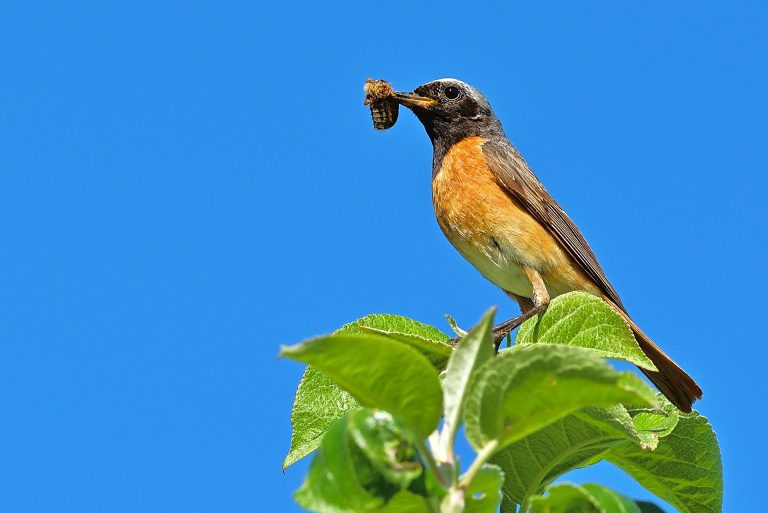 Rapport: de effecten van agroforestry op biodiversiteit in Nederland