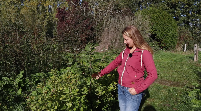 Bekijk kennisclips over agroforestry in de akkerbouw