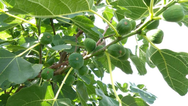 Subsidie voor aanplant van agroforestry in provincie Utrecht