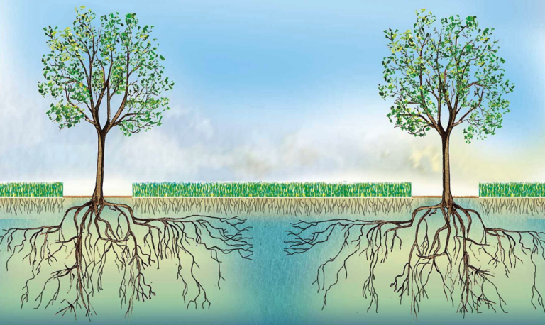 Effecten van agroforestry op de waterhuishouding en functionele agrobiodiversiteit