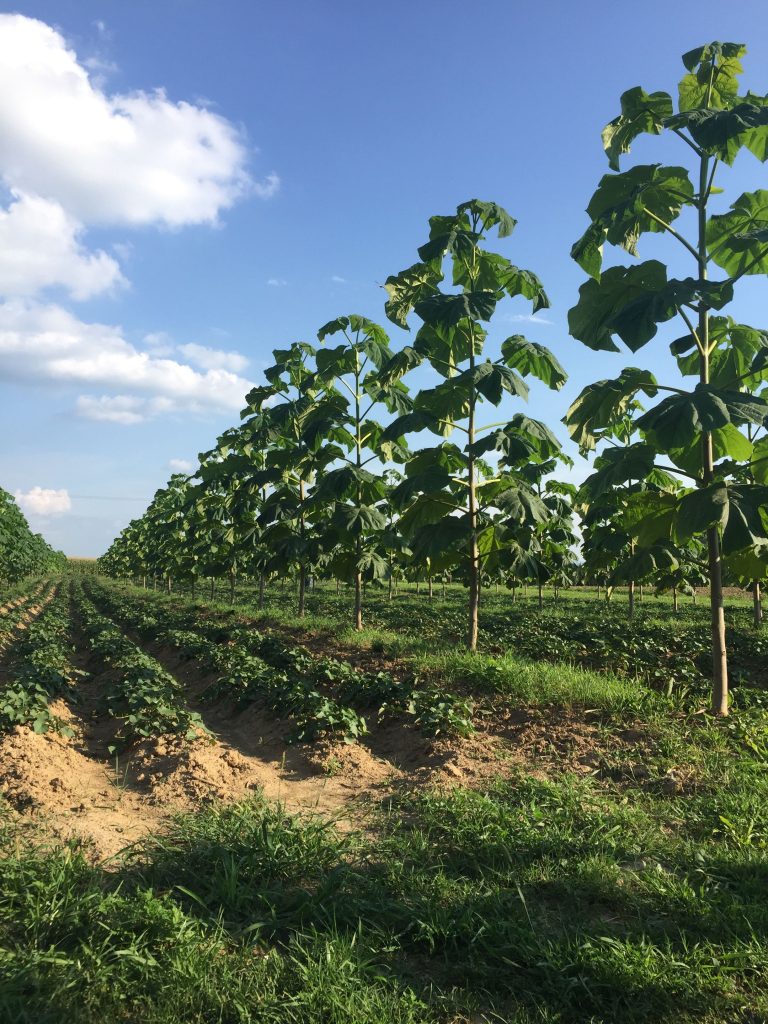 Boeren gezocht voor verkenning Paulownia in agroforestry