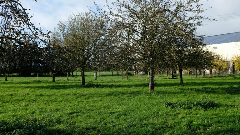 Agroforestry kansrijk(er) maken in Nederland