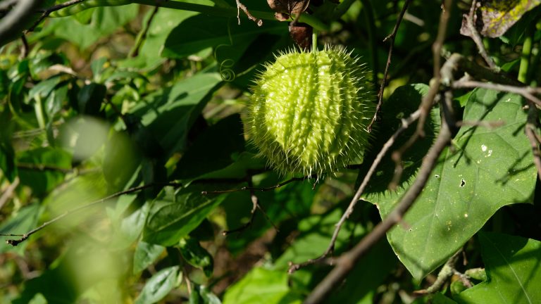 Meld je aan voor kennisprogramma ‘Boeren met Bomen en Struiken’