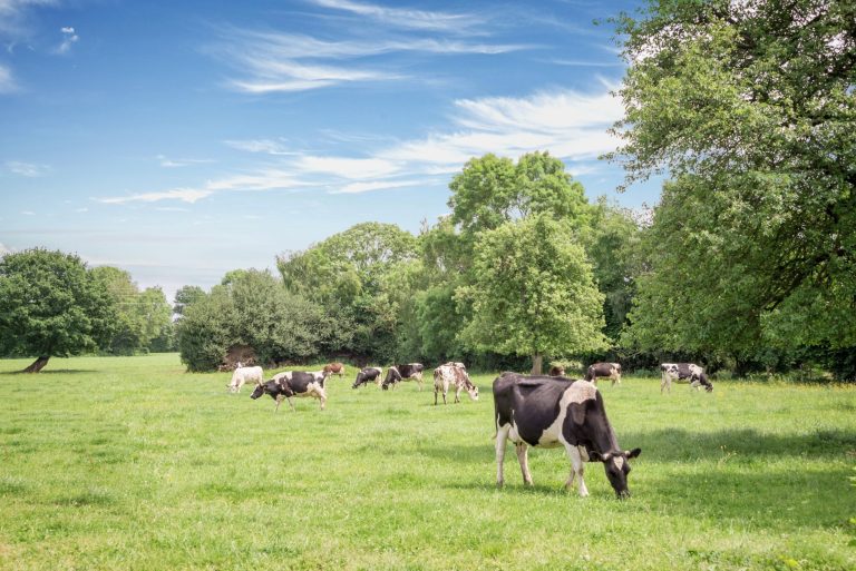 Kennissessie Agroforestry