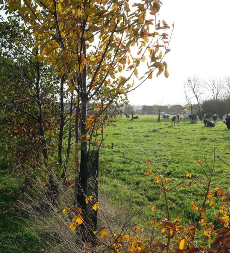 Agroforestry Netwerk Nederland publiceert factsheets over herplantplicht