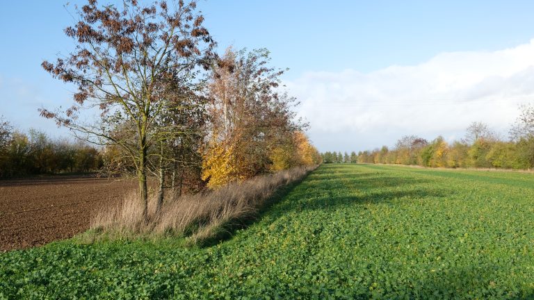 Nieuwe RVO pagina over agroforestry