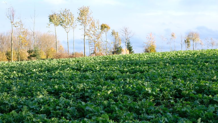 Noord-Holland wil op eigen grond experimenteren met agroforestry