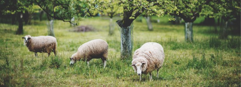 Werkgroep Akkerbouw en Veeteelt: lokale netwerken rondom agroforestry