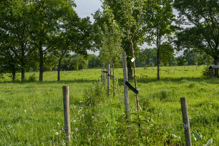 Workshop Verdienmodellen voor Agroforestry  op boerderij Tussen de Hagen