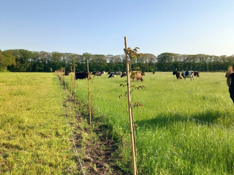 Vijf boeren bundelen krachten en leggen koolstof vast via agroforestry