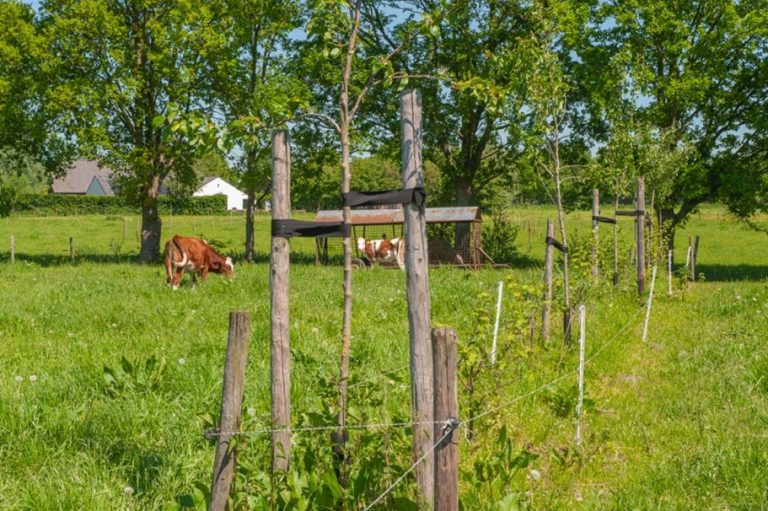 Workshop ‘Ontwerp Agroforestry’