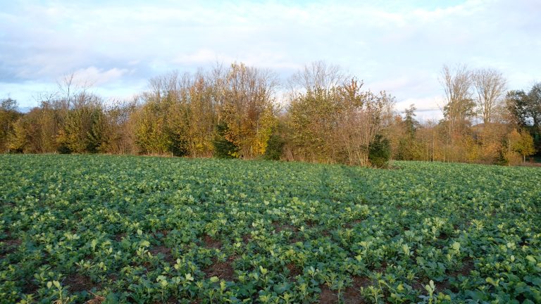 Provincie Noord-Holland kondigt openstelling van GLB-subsidies aan ter bevordering van agroforestry bij jonge landbouwers en EIP-samenwerkingsverbanden