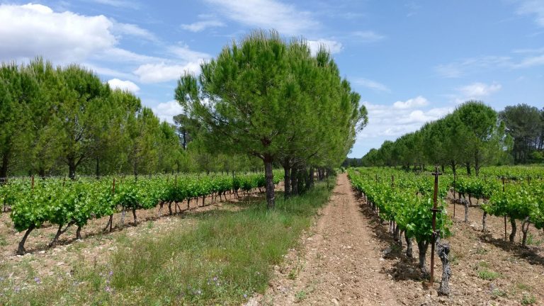 Oproep aan praktijkdeskundigen voor Europese focusgroep gewasassociaties