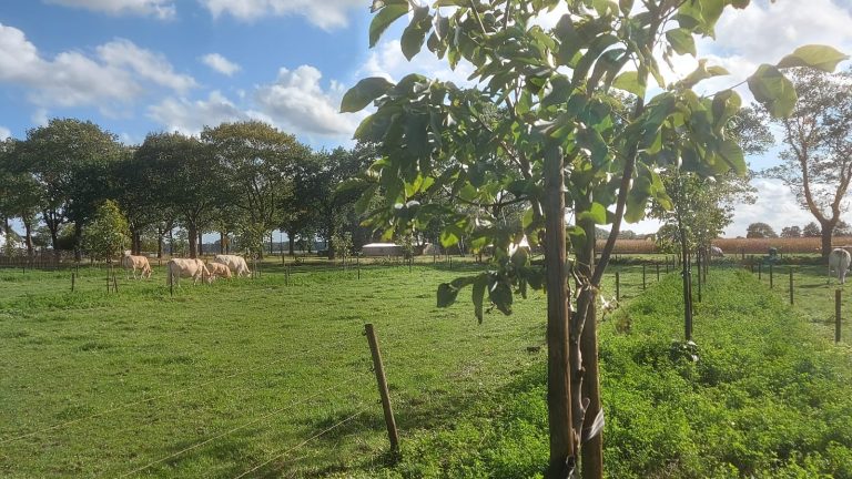 Doe mee aan onderzoek naar barrières in de adoptie van agroforestry