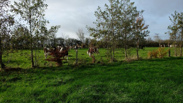 Workshop kennismaking en voorlichting agroforestry in Weert