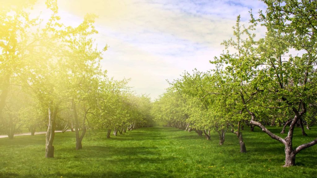 titelblad: Financiële en praktische ondersteuning - Agroforestry