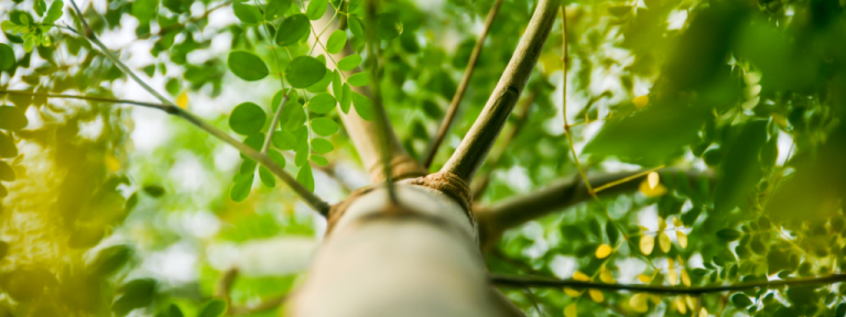 Agroforestry op de kaart: dit zijn de top-5 baanbrekende initiatieven van 2023
