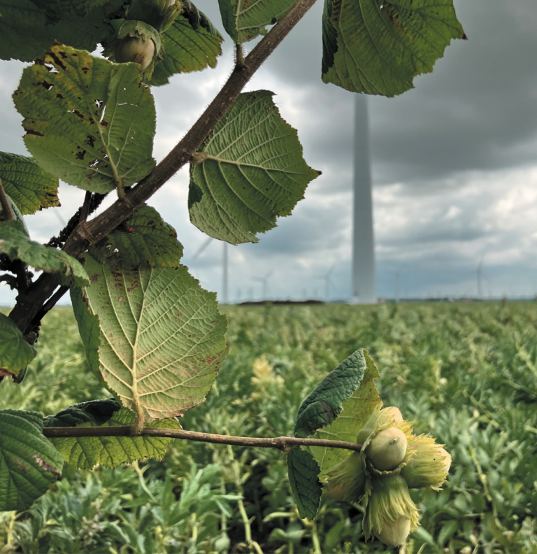 Factsheet 13: Agroforestry & landschapselementen natuur-, water- en klimaatdoelen