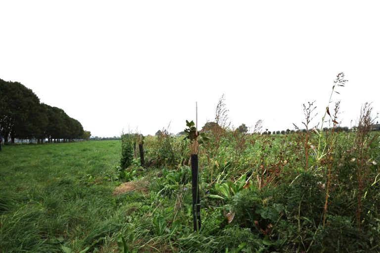 Bezoek aan hazelnotenteler in Radewijk