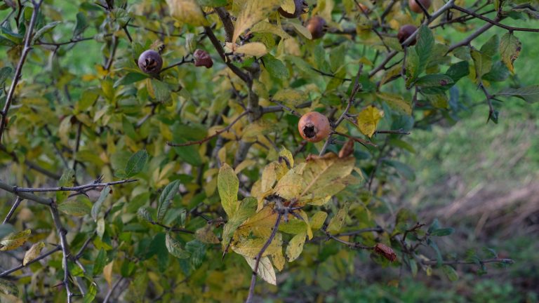 Factsheet 14: Agroforestry in België en Noord-Frankrijk