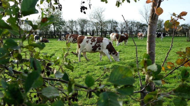 Ben jij ook bij het online evenement van het Agroforestry Netwerk Nederland?