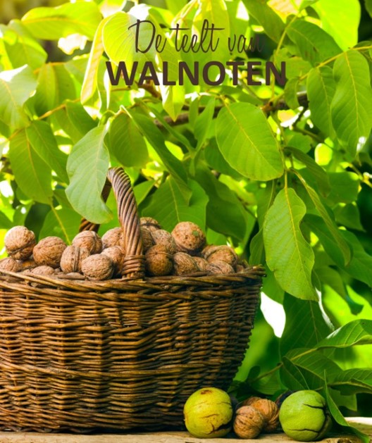 Agroforestry en notenbomen
