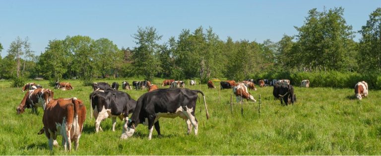 Startbijeenkomst Agroforestry Netwerk Utrecht
