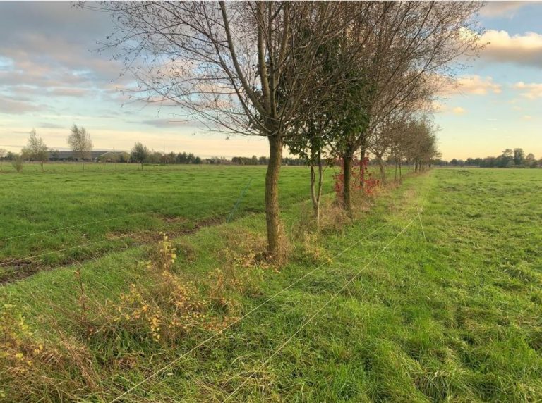 Van monocultuur naar Agroforestry: ‘de verkenning naar de verschillende uitdagingen en de oplossingen’