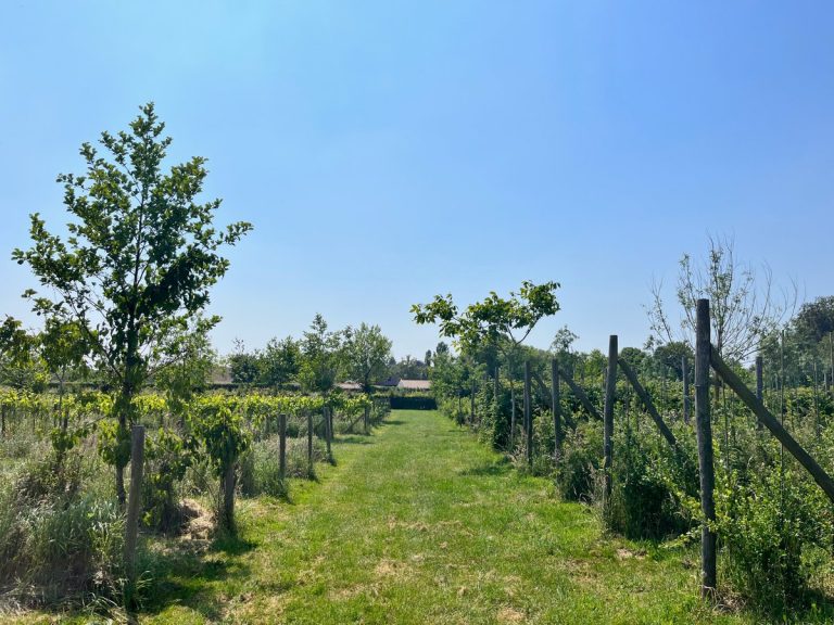 AGROMIX Summit: Agroforestry for the Future of European Agriculture
