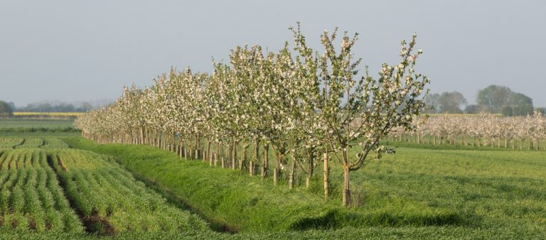 Betekenis van agroforestry  voor de biodiversiteit