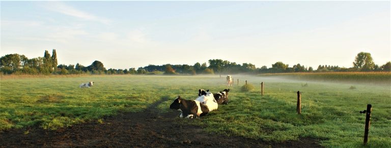 Voederhagen: nut en noodzaak voor de melkveehouderij?!