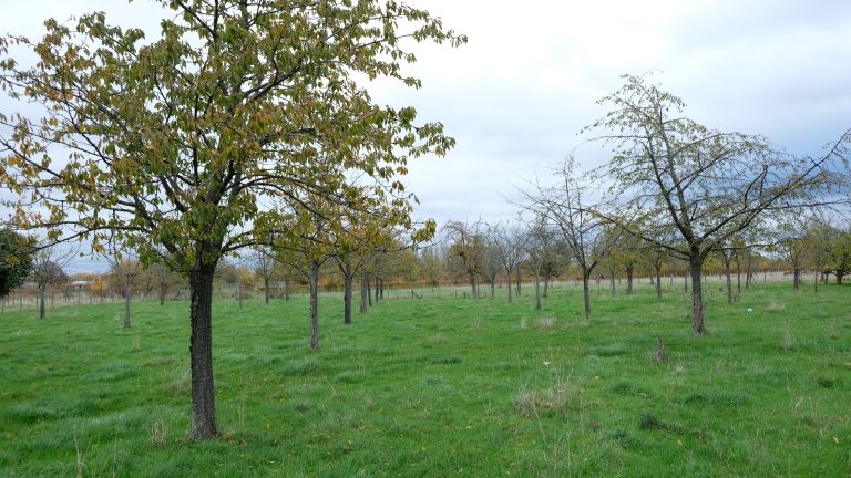 Het Agroforestry Netwerk ondersteunt het komende half jaar 3 externe projecten!
