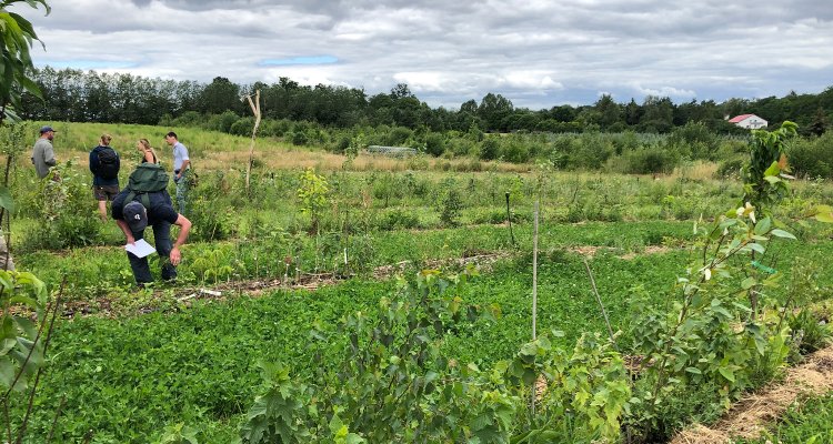 8 Typen agroforestry in de Nederlandse landbouw
