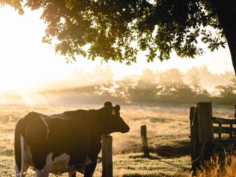 Inspiratiebijeenkomst Agroforestry
