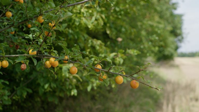Hoe krijgen we meer bomen op het Drentse land?