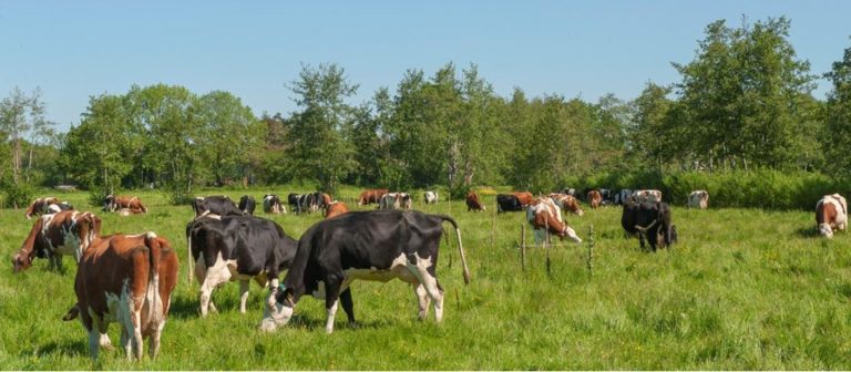 Nieuwe bedrijfsplannen voor agroforestry beschikbaar vanuit provincie Utrecht