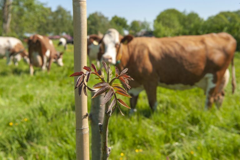 Excursie agroforestry