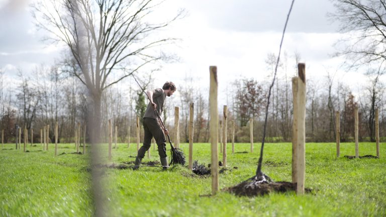 Agroforestry op klei-veen in Montfoort