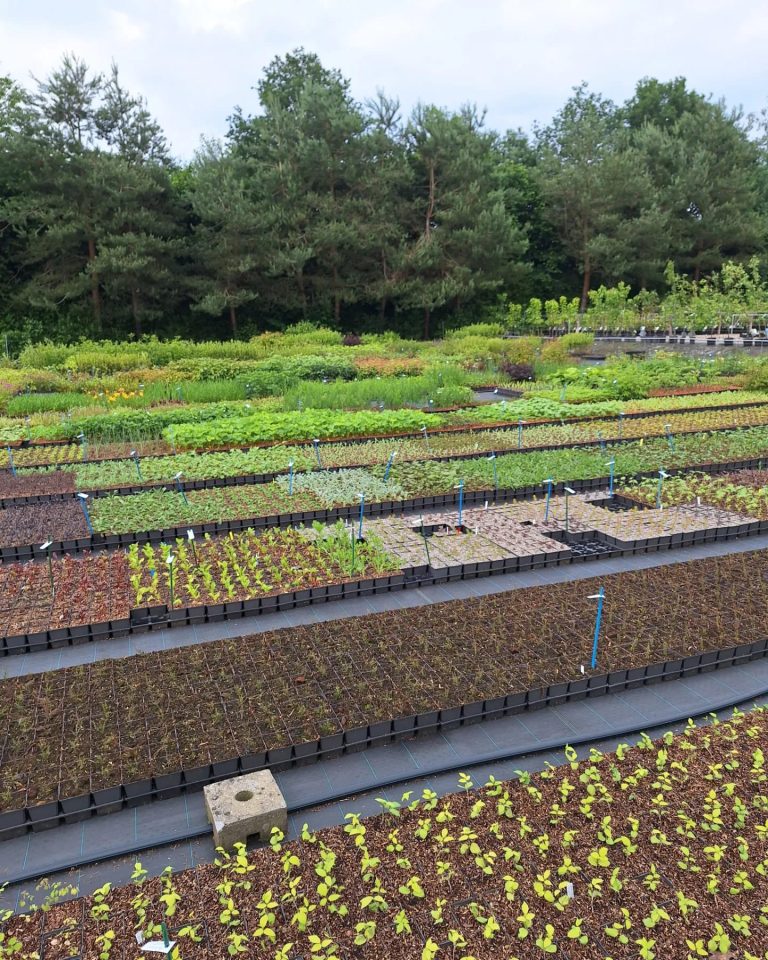 De magie van vermeerdering! – Thema-workshop voedselbosplanten