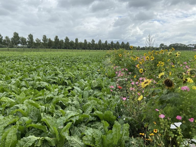 Subsidie voor biodiversiteit en waterkwaliteit op tuin- en landbouwgronden in Zuid-Holland van start