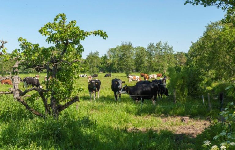 Uitbreiding 1001ha campagne: boeren krijgen nu ook korting op bomen