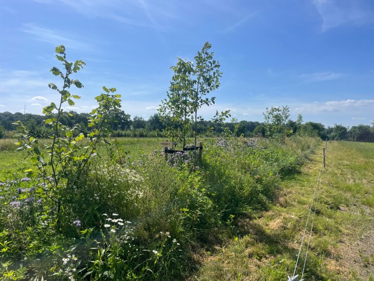 Agroforestry excursie naar pioniers in Brabant