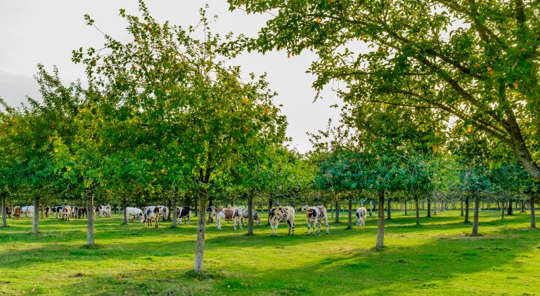 De Boeren Academie podcast: ‘Blijven boeren broodnodig?’ over agroforestry