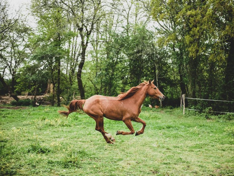 De Bijdrage van de Paardenhouderij aan Biodiversiteit en Landschapskwaliteit