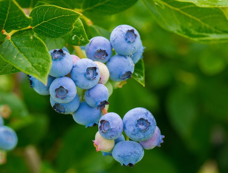 Actie Meer Bomen Nu met blauwe bessen
