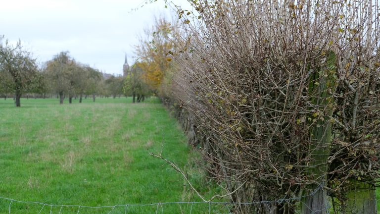 Een nieuwe uitvraag voor projectideeën voor de ontwikkeling van Agroforestry!